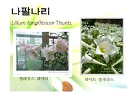 나팔나리의 개화조절