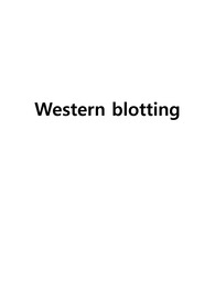 Western blotting 레포트