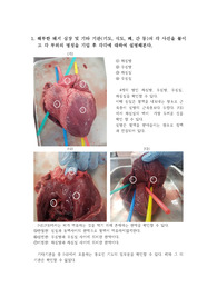 일반생물학실험 결과레포트 [실험7] 돼지심장 해부