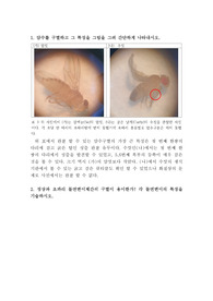 일반생물학실험 결과레포트[실험3] 세포분열관찰