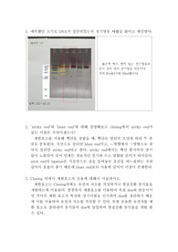 일반생물학실험 결과레포트[실험11] 제한효소를 이용한 DNA절단, 전기영동