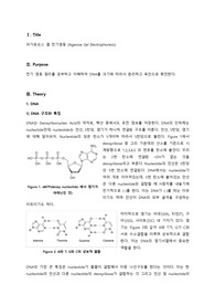 [서강대 일반화학실험2 A+ 레포트] 전기영동