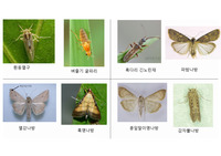 벌레