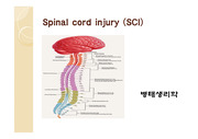 척수손상, Spinal cord injury (SCI), (간호학, 척수 발생및 구조, 병태생리학, 척수손상부위 및 기전)