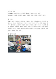 생명 결과 보고서 - DNA의 모형제작실험