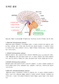 도파민경로 4way