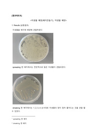 미생물의 배양과 관찰 결과 보고서