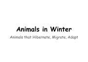 영어유치원 과학 수업자료 - 동물의 겨울나기