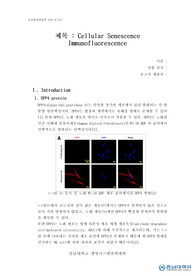 유전 발생 생물학 실험 레포트 Cellular Senescence Immunofluorescence