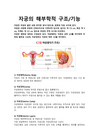 자궁의 해부학적 구조 및 기능_여성간호학과제