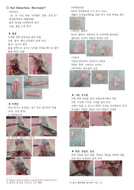 동물실험, 랫드 해부, rat dissection 상세 사진 포함