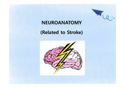 neuroanatomy PPT