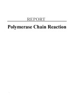 PCR (Polymerase Chain Reaction) 레포트