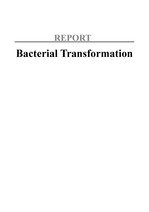 Bacterial Transformation 레포트