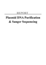 PlasmidDNA Purification & Sanger Sequencing 레포트