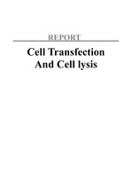 Cell Transfection and Cell lysis 레포트