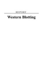 Western Blotting 레포트