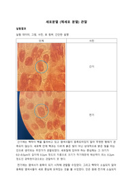 ﻿﻿세포분열 (체세포 분열) 관찰_결과