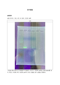 전기영동_결과
