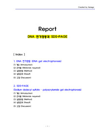 [만점자료] DNA전기영동과 SDS-PAGE 실험 보고서