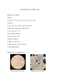 일반생물학실험 &lt;그람 염색법에 의한 미생물의 관찰&gt; 결과레포트