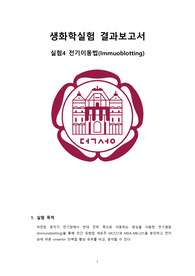 인간 유방암 세포주를 이용한 전기이동법(immunoblotting)