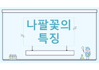 자연탐사-나팔꽃