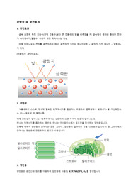 물리 속 생명과학, 광합성 속 광전효과 보고서