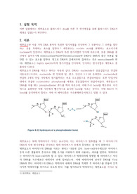 [화학과 수석의 A+ 레포트-조교피드백 포함] DNA Gel Electrophoresis 및 제한효소를 이용한 절단 (생화학실험)