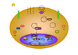 [signal pathway]MAP kinase signaling animation(XP용)