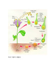 [식물해부학] 식물의 생식