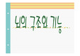 뇌의 구조와 기능 ppt
