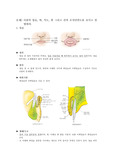 동물조직학 과제
