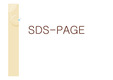 SDS-PAGE