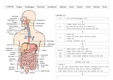소화기계구조와기능/내시경실사전학습/내시경실과제/내시경실실습/그림으로 보는 소화기계/위/십이지장/소장/대장/항문까지
