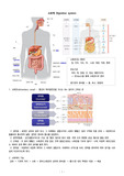 소화계 Digestive system