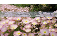 PowerPoint Template (꽃) v3